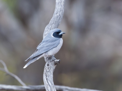 <i class='fa fa-user'></i>&nbsp;Paul van Giersbergen&nbsp;|   Maskerspitsvogel&nbsp; <i class='fa fa-eye'>&nbsp;253</i> &nbsp; <i class='fa fa-comment-o'>&nbsp;2</i>