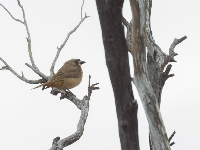 <i class='fa fa-user'></i>&nbsp;Paul van Giersbergen&nbsp;|   Kuiforeoica&nbsp; <i class='fa fa-eye'>&nbsp;239</i> &nbsp; <i class='fa fa-comment-o'>&nbsp;0</i>