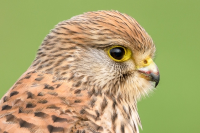 Mijn eerste 'echte' vogelfoto maakte ik 10 jaar geleden van een Torenvalk. 
https://www.birdpix.nl/album_page.php?pic_id=119564

Toen kon ik me nog niet voorstellen dat ik ooit zelf op pad zou gaan om vogels te fotograferen. En nu ga ik zelfs bijna dagelijks op pad. Van dit torenvalkje heb ik ondertussen misschien wel bijna 2000 foto's gemaakt.
Meestal ga ik op de fiets en ook dan laat dit valkje zich nog aardig goed benaderen. Maar vanuit de auto kun je met een beetje geluk helemaal dichtbij komen...