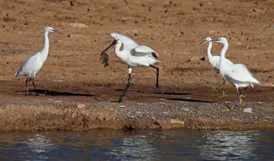 <i class='fa fa-user'></i>&nbsp;deek el bacher&nbsp;|   Lepelaar&nbsp; <i class='fa fa-eye'>&nbsp;368</i> &nbsp; <i class='fa fa-comment-o'>&nbsp;2</i>