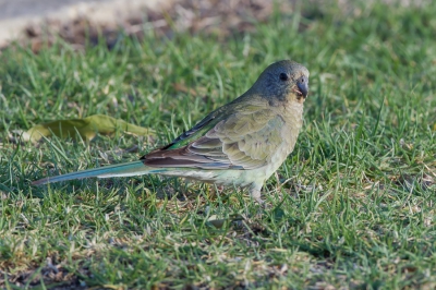 <i class='fa fa-user'></i>&nbsp;Paul van Giersbergen&nbsp;|   Roodrugparkiet&nbsp; <i class='fa fa-eye'>&nbsp;245</i> &nbsp; <i class='fa fa-comment-o'>&nbsp;1</i>