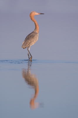 <i class='fa fa-user'></i>&nbsp;Hans Overduin&nbsp;|   Roodhalsreiger&nbsp; <i class='fa fa-eye'>&nbsp;393</i> &nbsp;<i class='fa fa-thumbs-up'>&nbsp;1</i> &nbsp; <i class='fa fa-comment-o'>&nbsp;7</i>