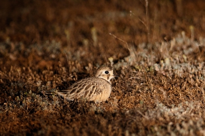 <i class='fa fa-user'></i>&nbsp;Kees de Jager&nbsp;|   Australische Renplevier&nbsp; <i class='fa fa-eye'>&nbsp;263</i> &nbsp; <i class='fa fa-comment-o'>&nbsp;0</i>