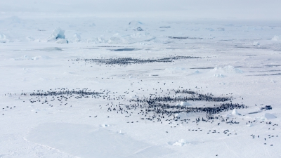 <i class='fa fa-user'></i>&nbsp;Arjen Drost&nbsp;|   Keizerspingu�n&nbsp; <i class='fa fa-eye'>&nbsp;492</i> &nbsp;<i class='fa fa-thumbs-up'>&nbsp;9</i> &nbsp; <i class='fa fa-comment-o'>&nbsp;15</i>