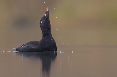 <i class='fa fa-user'></i>&nbsp;Johan G&nbsp;|   Grote Zee-eend&nbsp; <i class='fa fa-eye'>&nbsp;919</i> &nbsp;<i class='fa fa-thumbs-up'>&nbsp;38</i> &nbsp; <i class='fa fa-comment-o'>&nbsp;25</i>