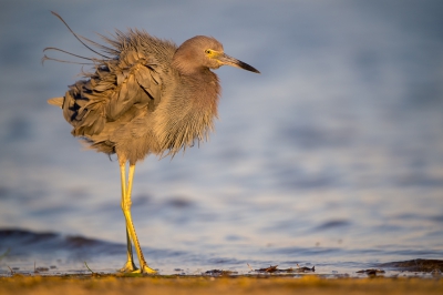 <i class='fa fa-user'></i>&nbsp;Hans Overduin&nbsp;|   Kleine Blauwe Reiger&nbsp; <i class='fa fa-eye'>&nbsp;452</i> &nbsp;<i class='fa fa-thumbs-up'>&nbsp;8</i> &nbsp; <i class='fa fa-comment-o'>&nbsp;12</i>