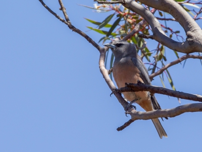 <i class='fa fa-user'></i>&nbsp;Paul van Giersbergen&nbsp;|   Wenkbrauwspitsvogel&nbsp; <i class='fa fa-eye'>&nbsp;205</i> &nbsp; <i class='fa fa-comment-o'>&nbsp;1</i>