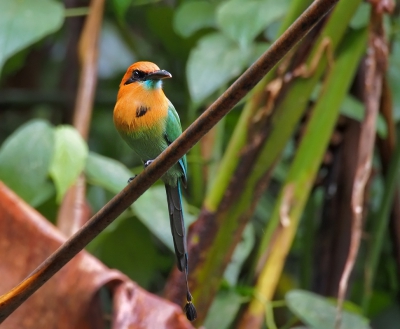 <i class='fa fa-user'></i>&nbsp;guido mwm&nbsp;|   Breedsnavelmomot&nbsp; <i class='fa fa-eye'>&nbsp;265</i> &nbsp; <i class='fa fa-comment-o'>&nbsp;8</i>