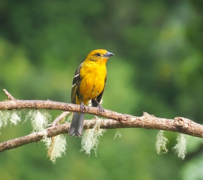 <i class='fa fa-user'></i>&nbsp;guido mwm&nbsp;|   Bloedtangare&nbsp; <i class='fa fa-eye'>&nbsp;315</i> &nbsp; <i class='fa fa-comment-o'>&nbsp;12</i>