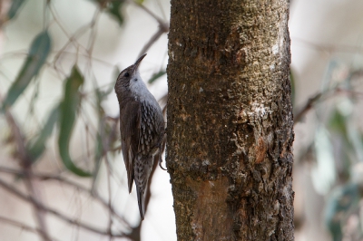 <i class='fa fa-user'></i>&nbsp;Kees de Jager&nbsp;|   Witkeelkruiper&nbsp; <i class='fa fa-eye'>&nbsp;260</i> &nbsp; <i class='fa fa-comment-o'>&nbsp;5</i>