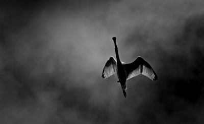 <i class='fa fa-user'></i>&nbsp;nelappelmelk&nbsp;|   Lepelaar&nbsp; <i class='fa fa-eye'>&nbsp;644</i> &nbsp;<i class='fa fa-thumbs-up'>&nbsp;17</i> &nbsp; <i class='fa fa-comment-o'>&nbsp;30</i>