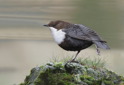 <i class='fa fa-user'></i>&nbsp;Gejo Wassink&nbsp;|   Waterspreeuw&nbsp; <i class='fa fa-eye'>&nbsp;498</i> &nbsp;<i class='fa fa-thumbs-up'>&nbsp;6</i> &nbsp; <i class='fa fa-comment-o'>&nbsp;19</i>