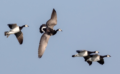 <i class='fa fa-user'></i>&nbsp;ep&nbsp;|   Brandgans&nbsp; <i class='fa fa-eye'>&nbsp;469</i> &nbsp; <i class='fa fa-comment-o'>&nbsp;9</i>