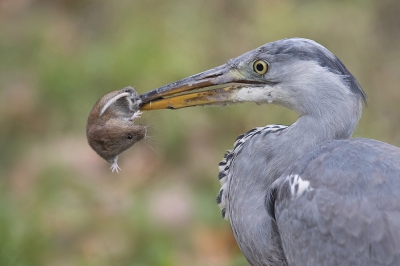 <i class='fa fa-user'></i>&nbsp;Arjan Troost&nbsp;|   Blauwe Reiger&nbsp; <i class='fa fa-eye'>&nbsp;686</i> &nbsp;<i class='fa fa-thumbs-up'>&nbsp;11</i> &nbsp; <i class='fa fa-comment-o'>&nbsp;13</i>
