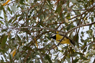 <i class='fa fa-user'></i>&nbsp;Kees de Jager&nbsp;|   Harlekijndikkop&nbsp; <i class='fa fa-eye'>&nbsp;223</i> &nbsp; <i class='fa fa-comment-o'>&nbsp;1</i>