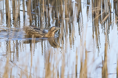 <i class='fa fa-user'></i>&nbsp;Jaap van Rotten&nbsp;|   Roerdomp&nbsp; <i class='fa fa-eye'>&nbsp;527</i> &nbsp;<i class='fa fa-thumbs-up'>&nbsp;1</i> &nbsp; <i class='fa fa-comment-o'>&nbsp;9</i>
