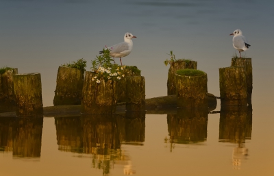 <i class='fa fa-user'></i>&nbsp;LeerdammerKees&nbsp;|   Kokmeeuw&nbsp; <i class='fa fa-eye'>&nbsp;556</i> &nbsp;<i class='fa fa-thumbs-up'>&nbsp;9</i> &nbsp; <i class='fa fa-comment-o'>&nbsp;20</i>