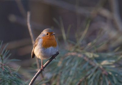 Afgelopen zondag na een lange tijd weer wezen wandeling in de omgeving van Soesterduinen, was redelijk druk veel gezien en deze vriend bleef gewillig even poseren.