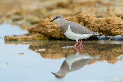 <i class='fa fa-user'></i>&nbsp;otto plantema&nbsp;|   Magelhaenplevier&nbsp; <i class='fa fa-eye'>&nbsp;356</i> &nbsp;<i class='fa fa-thumbs-up'>&nbsp;5</i> &nbsp; <i class='fa fa-comment-o'>&nbsp;7</i>