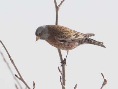 <i class='fa fa-user'></i>&nbsp;auk&nbsp;|   Grijskruinbergvink&nbsp; <i class='fa fa-eye'>&nbsp;269</i> &nbsp; <i class='fa fa-comment-o'>&nbsp;0</i>