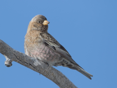 <i class='fa fa-user'></i>&nbsp;auk&nbsp;|   Bruinkapbergvink&nbsp; <i class='fa fa-eye'>&nbsp;266</i> &nbsp; <i class='fa fa-comment-o'>&nbsp;1</i>