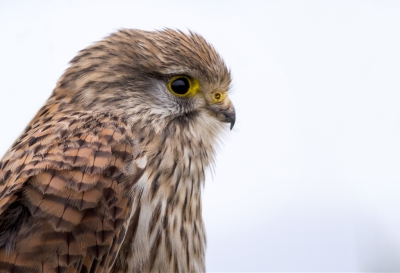 Torenvalk gefotografeerd met een 600mm maar vogel op korte afstand. Winderige omstandigheden maar daarom bleef hij mooi en rustig poseren.