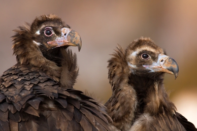 <i class='fa fa-user'></i>&nbsp;Luc Meert&nbsp;|   Monniksgier&nbsp; <i class='fa fa-eye'>&nbsp;396</i> &nbsp;<i class='fa fa-thumbs-up'>&nbsp;6</i> &nbsp; <i class='fa fa-comment-o'>&nbsp;8</i>