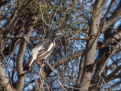<i class='fa fa-user'></i>&nbsp;Paul van Giersbergen&nbsp;|   Eksterhoningeter&nbsp; <i class='fa fa-eye'>&nbsp;277</i> &nbsp; <i class='fa fa-comment-o'>&nbsp;0</i>