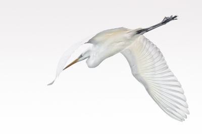 Net op weg naar de auto, nog met de camera in de hand,  vloog haast geruisloos deze grote zilverreiger over en zette statig de landing in.