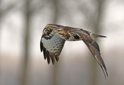 <i class='fa fa-user'></i>&nbsp;Gejo Wassink&nbsp;|   Buizerd&nbsp; <i class='fa fa-eye'>&nbsp;610</i> &nbsp;<i class='fa fa-thumbs-up'>&nbsp;1</i> &nbsp; <i class='fa fa-comment-o'>&nbsp;12</i>