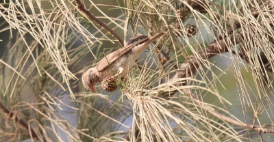 Tijdens mijn vakantie in Senegal deze foto gemaakt ik nog steeds niet achterhalen wie of wat voor vogel dit is ,ik zelf aan een soort wever.