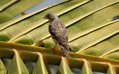 Tijdens mijn vakantie in Senegal deze foto genomen ik kan er nog steeds niet echt uitkomen welke vogel dit is , ik denk aan een wever