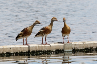 <i class='fa fa-user'></i>&nbsp;Kees de Jager&nbsp;|   Australische Fluiteend&nbsp; <i class='fa fa-eye'>&nbsp;246</i> &nbsp; <i class='fa fa-comment-o'>&nbsp;1</i>