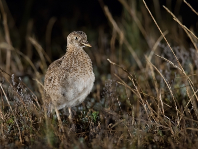 <i class='fa fa-user'></i>&nbsp;Paul van Giersbergen&nbsp;|   Trapvechtkwartel&nbsp; <i class='fa fa-eye'>&nbsp;277</i> &nbsp;<i class='fa fa-thumbs-up'>&nbsp;2</i> &nbsp; <i class='fa fa-comment-o'>&nbsp;4</i>