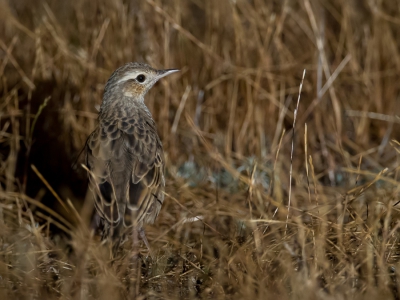 <i class='fa fa-user'></i>&nbsp;Paul van Giersbergen&nbsp;|   Roetbruine Grasvogel&nbsp; <i class='fa fa-eye'>&nbsp;256</i> &nbsp; <i class='fa fa-comment-o'>&nbsp;0</i>