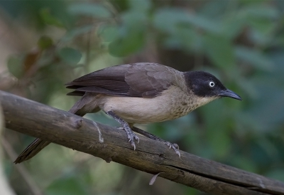 <i class='fa fa-user'></i>&nbsp;charlysax&nbsp;|   Zwartkapbabbelaar&nbsp; <i class='fa fa-eye'>&nbsp;309</i> &nbsp; <i class='fa fa-comment-o'>&nbsp;3</i>