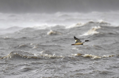 <i class='fa fa-user'></i>&nbsp;Martijn de Jonge&nbsp;|   Grote Zaagbek&nbsp; <i class='fa fa-eye'>&nbsp;742</i> &nbsp;<i class='fa fa-thumbs-up'>&nbsp;9</i> &nbsp; <i class='fa fa-comment-o'>&nbsp;17</i>