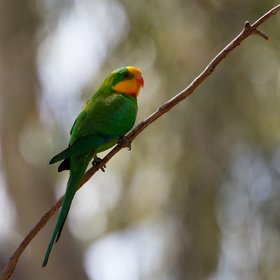 <i class='fa fa-user'></i>&nbsp;Kees de Jager&nbsp;|   Barrabandparkiet&nbsp; <i class='fa fa-eye'>&nbsp;284</i> &nbsp;<i class='fa fa-thumbs-up'>&nbsp;1</i> &nbsp; <i class='fa fa-comment-o'>&nbsp;5</i>