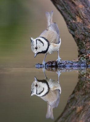 <i class='fa fa-user'></i>&nbsp;Arjan Troost&nbsp;|   Kuifmees&nbsp; <i class='fa fa-eye'>&nbsp;829</i> &nbsp;<i class='fa fa-thumbs-up'>&nbsp;6</i> &nbsp; <i class='fa fa-comment-o'>&nbsp;13</i>