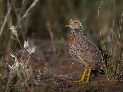 <i class='fa fa-user'></i>&nbsp;Paul van Giersbergen&nbsp;|   Trapvechtkwartel&nbsp; <i class='fa fa-eye'>&nbsp;413</i> &nbsp;<i class='fa fa-thumbs-up'>&nbsp;6</i> &nbsp; <i class='fa fa-comment-o'>&nbsp;6</i>