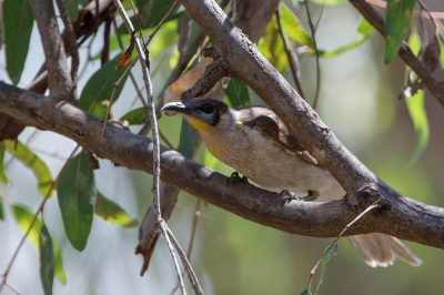 <i class='fa fa-user'></i>&nbsp;Kees de Jager&nbsp;|   Kleine Lederkop&nbsp; <i class='fa fa-eye'>&nbsp;219</i> &nbsp; <i class='fa fa-comment-o'>&nbsp;1</i>