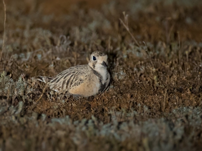 <i class='fa fa-user'></i>&nbsp;Paul van Giersbergen&nbsp;|   Australische Renplevier&nbsp; <i class='fa fa-eye'>&nbsp;278</i> &nbsp; <i class='fa fa-comment-o'>&nbsp;1</i>