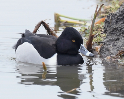 Is hij terug? Volgens de ANWB vogelgids verschijnen ringsnaveleenden  vaak in opeenvolgende jaren op dezelfde plaats.  Zeldzame dwaalgast  uit Noord-Amerika. Een prachtig levendig eendje met duidelijke kenmerken. Hier rust hij even uit tegen de oever. Wat  weer een belevenis.

foto van Willy