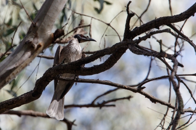 <i class='fa fa-user'></i>&nbsp;Kees de Jager&nbsp;|   Schreeuwlederkop&nbsp; <i class='fa fa-eye'>&nbsp;196</i> &nbsp; <i class='fa fa-comment-o'>&nbsp;0</i>