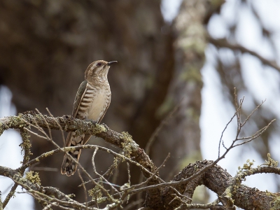 <i class='fa fa-user'></i>&nbsp;Paul van Giersbergen&nbsp;|   Horsfields Bronskoekoek&nbsp; <i class='fa fa-eye'>&nbsp;242</i> &nbsp;<i class='fa fa-thumbs-up'>&nbsp;1</i> &nbsp; <i class='fa fa-comment-o'>&nbsp;2</i>