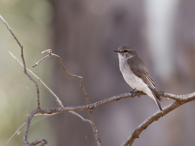 <i class='fa fa-user'></i>&nbsp;Paul van Giersbergen&nbsp;|   Witstaartvliegenvanger&nbsp; <i class='fa fa-eye'>&nbsp;245</i> &nbsp; <i class='fa fa-comment-o'>&nbsp;3</i>