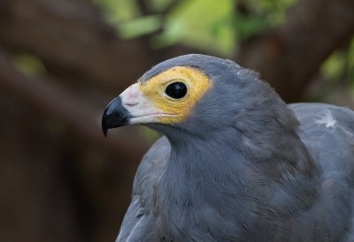 <i class='fa fa-user'></i>&nbsp;charlysax&nbsp;|   Kaalkopkiekendief&nbsp; <i class='fa fa-eye'>&nbsp;363</i> &nbsp;<i class='fa fa-thumbs-up'>&nbsp;2</i> &nbsp; <i class='fa fa-comment-o'>&nbsp;8</i>