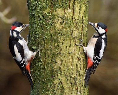 <i class='fa fa-user'></i>&nbsp;henkdikkers&nbsp;|   Grote Bonte Specht&nbsp; <i class='fa fa-eye'>&nbsp;704</i> &nbsp;<i class='fa fa-thumbs-up'>&nbsp;9</i> &nbsp; <i class='fa fa-comment-o'>&nbsp;23</i>