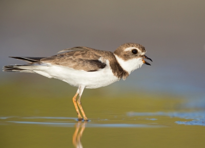 <i class='fa fa-user'></i>&nbsp;Bouke Atema&nbsp;|   Amerikaanse Bontbekplevier&nbsp; <i class='fa fa-eye'>&nbsp;387</i> &nbsp;<i class='fa fa-thumbs-up'>&nbsp;6</i> &nbsp; <i class='fa fa-comment-o'>&nbsp;10</i>