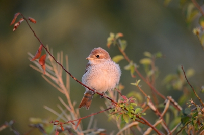 <i class='fa fa-user'></i>&nbsp;Frank Schulkes&nbsp;|   Grauwe Klauwier&nbsp; <i class='fa fa-eye'>&nbsp;317</i> &nbsp;<i class='fa fa-thumbs-up'>&nbsp;1</i> &nbsp; <i class='fa fa-comment-o'>&nbsp;8</i>